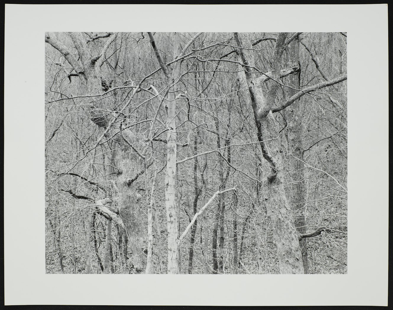 Dancing Trees Kentucky