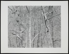 Dancing Trees Kentucky