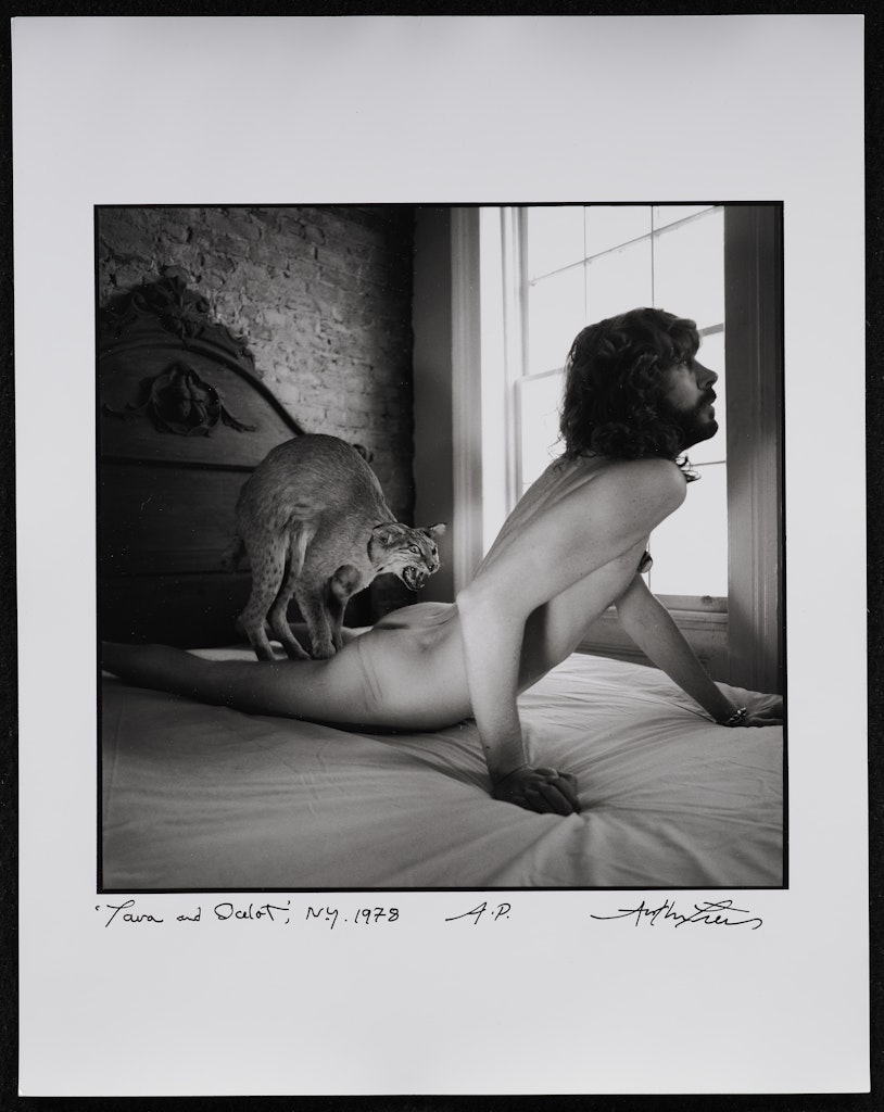 Tara and Ocelot, New York