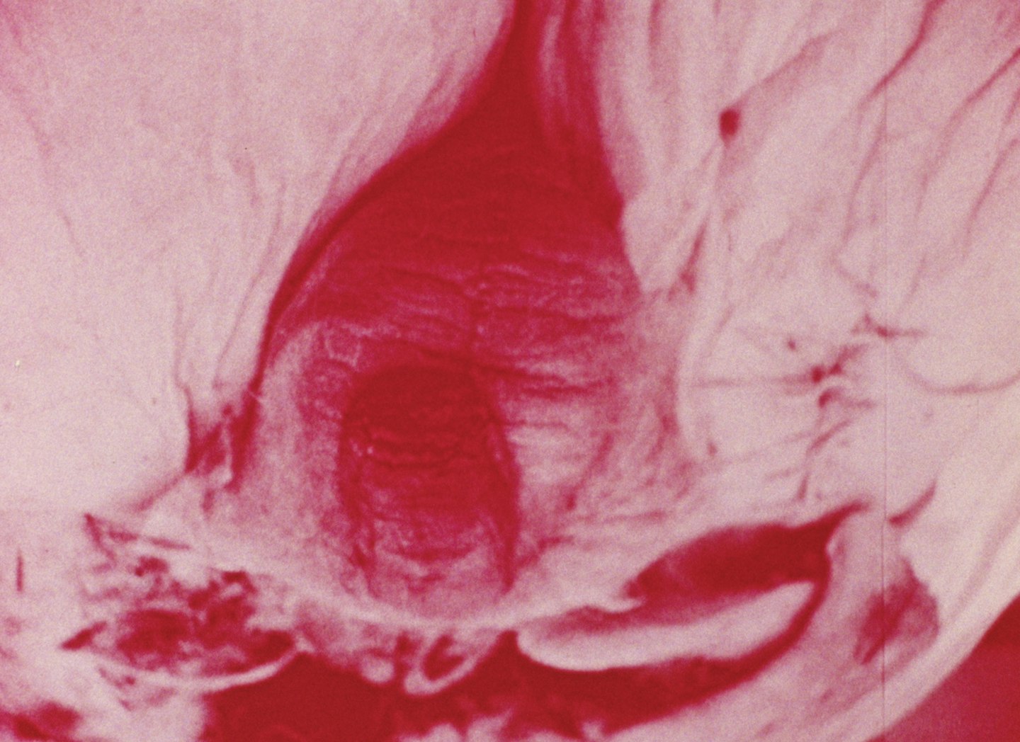 Apparatus Sum (Studies For Magellan #1)