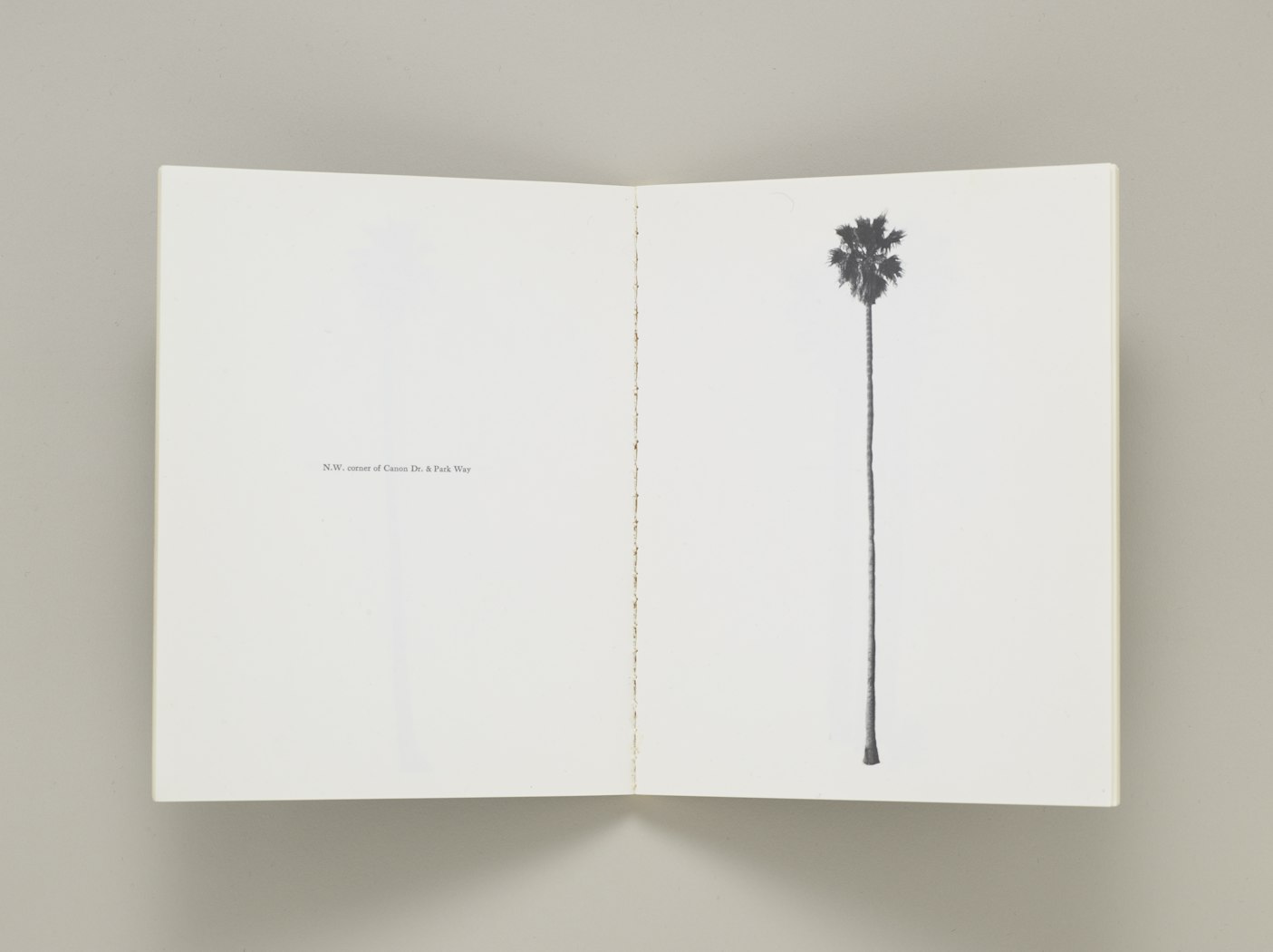 A Few Palm Trees