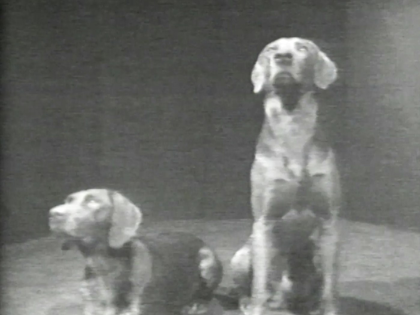 William Wegman: Selected Works 1970-1978