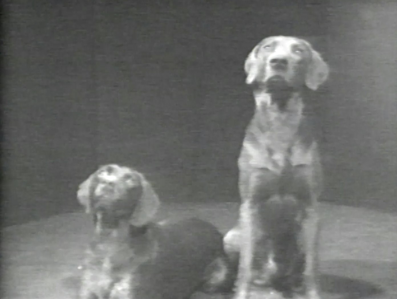William Wegman Films: 1)Stand By For Boris Goodinov  & 2) A Few Polanaises