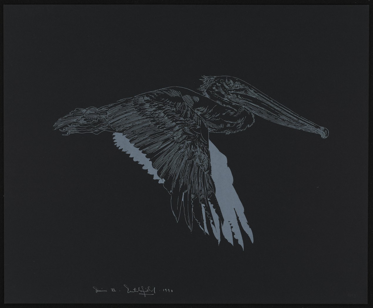 Brown Pelican