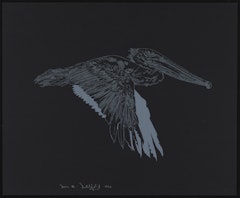 Brown Pelican