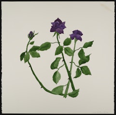 The Roses