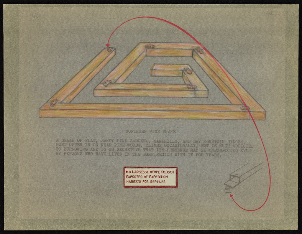 Herpetological Catalogue Page of Northern Pine Snake