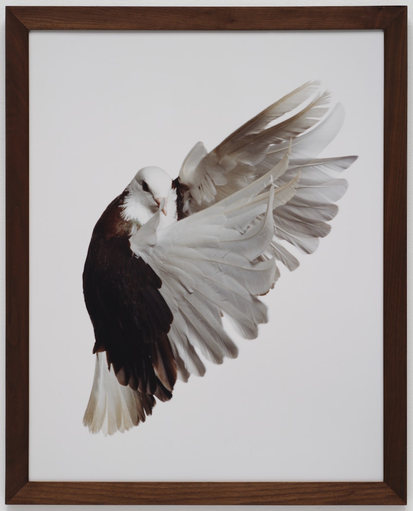 Pigeon