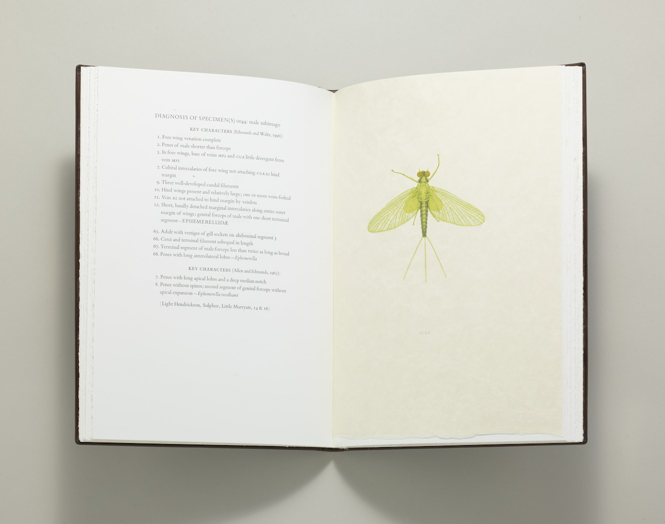 Mayflies of the Driftless Region