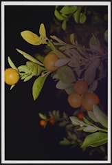 Untitled (Wander and Errancies–memories within; citrus in Saint Augustine)