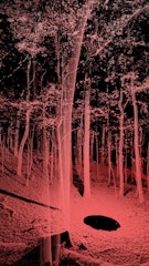 Quercus