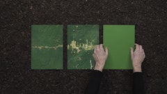 Seeing the wood for the trees