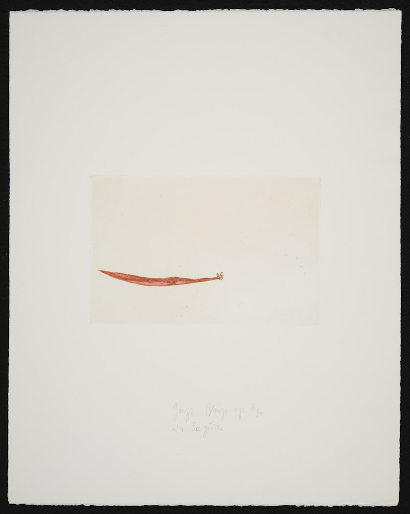Meerengel die Seegurke aus Suite Zirkulationszeit (Sea Angels Sea Cucumber from Suite Circulation Time)