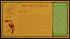 Project for the Belize Zoo, Keel-Billed Toucan