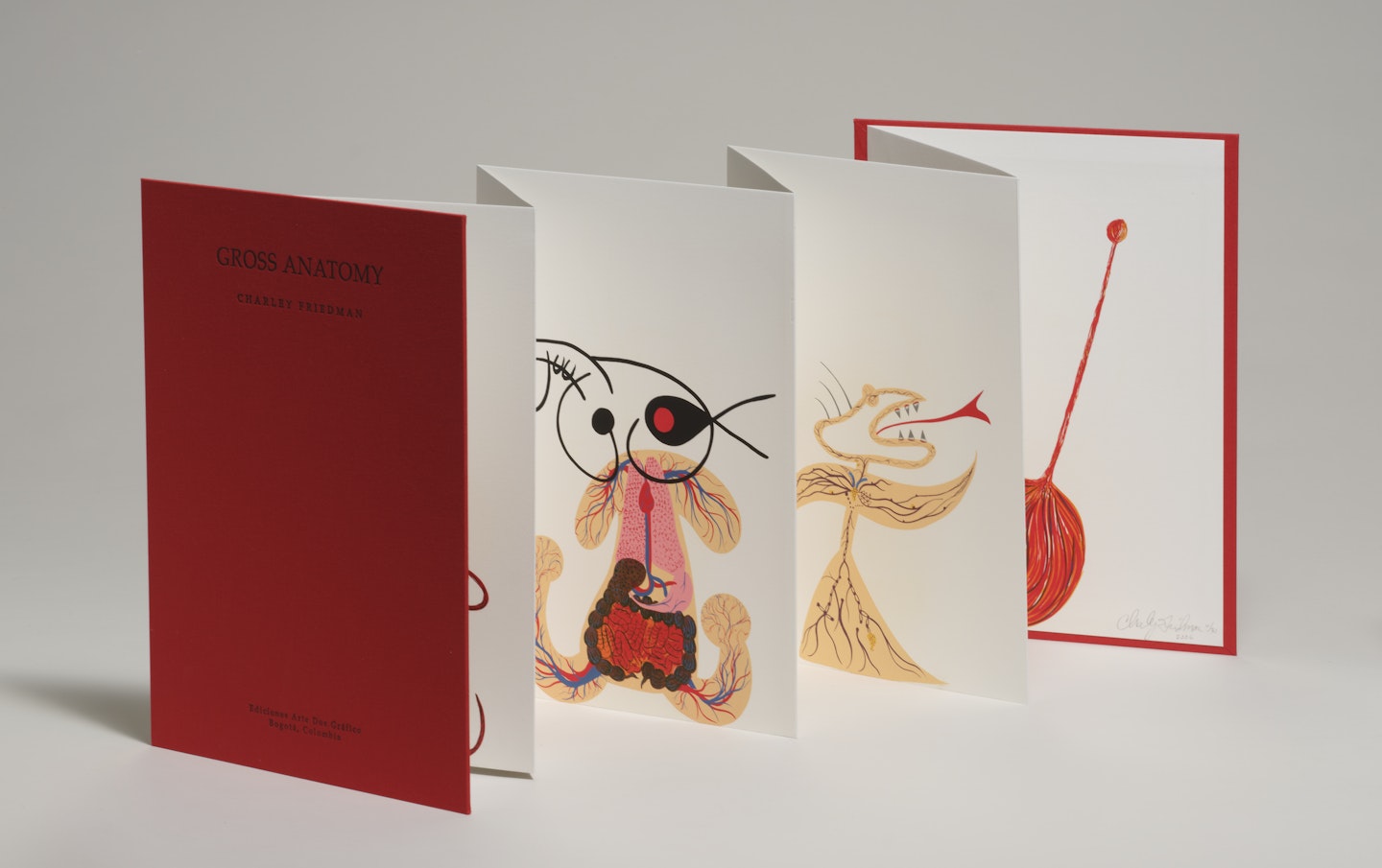 Gross Anatomy (Anatomía Completa)