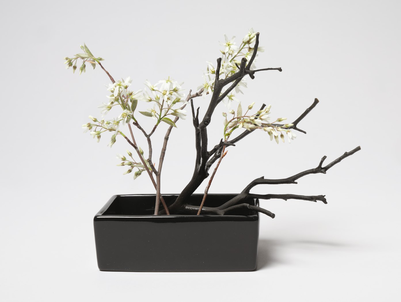 Norton Christmas Project