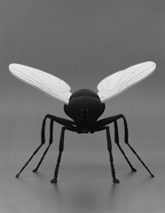 Fliege (Fly)