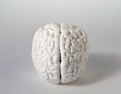 Gehirn (Brain)