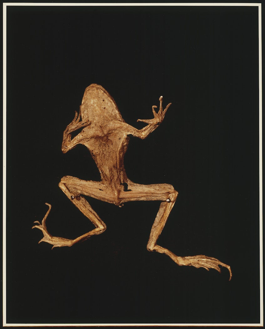 XI. GRASS FROG (Rana pipiens) from ADSVMVS ABSVMVS