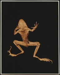 XI. GRASS FROG (Rana pipiens) from ADSVMVS ABSVMVS