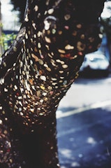 Arbol con Chicles (Tree with Chewing Gum)