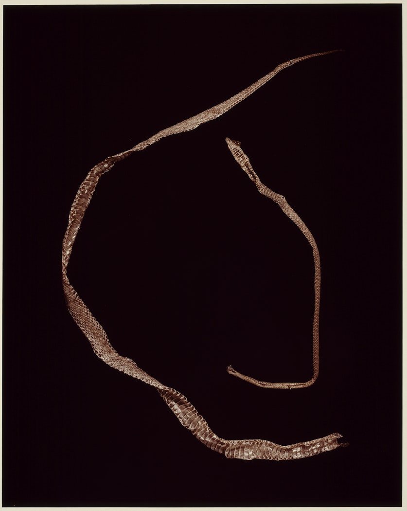 VIII. COMMON GARTER (Thamnophis sirtalis) and EASTERN COACHWHIP (Masticophis flagellum) from ADSVMVS ABSVMVS