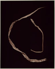 VIII. COMMON GARTER (Thamnophis sirtalis) and EASTERN COACHWHIP (Masticophis flagellum) from ADSVMVS ABSVMVS