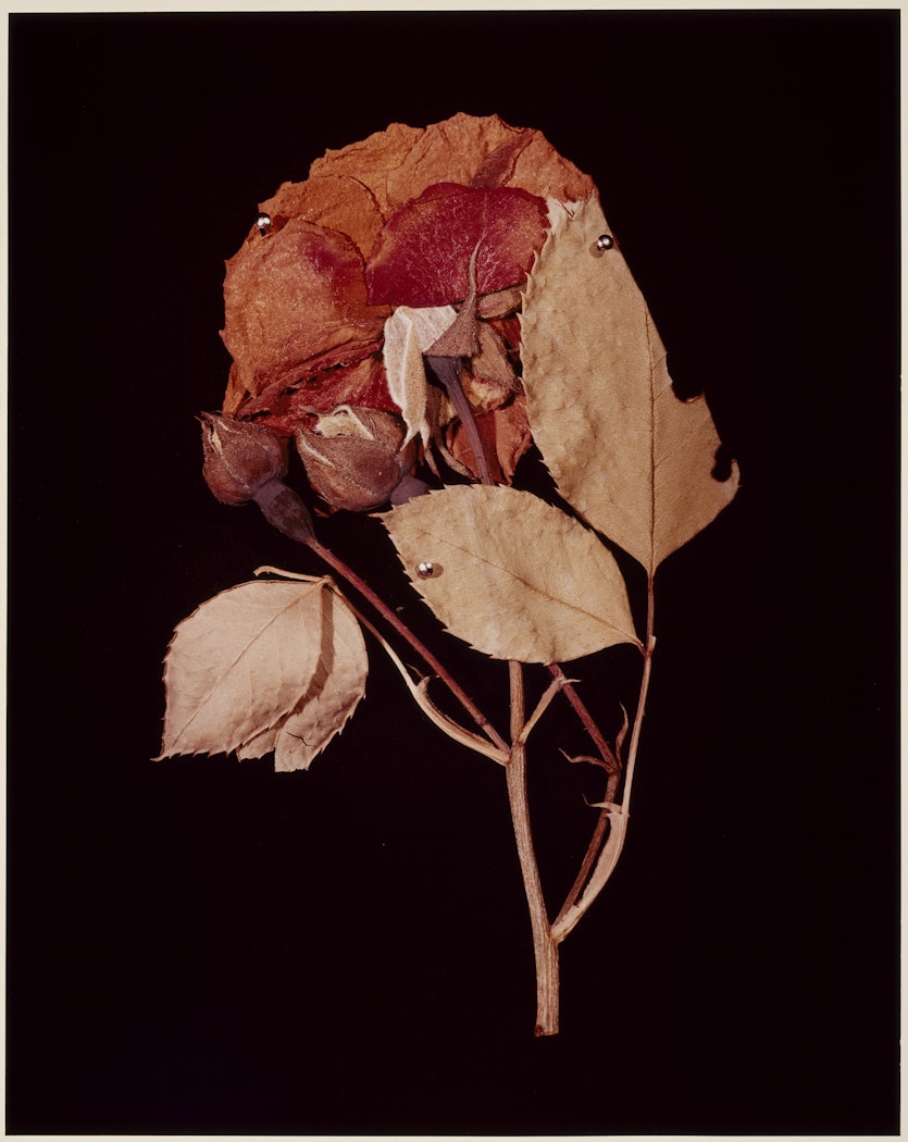 XIV. ROSE (Rosa damascena) from ADSVMVS ABSVMVS