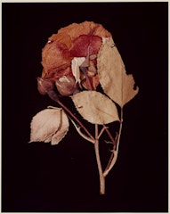 XIV. ROSE (Rosa damascena) from ADSVMVS ABSVMVS