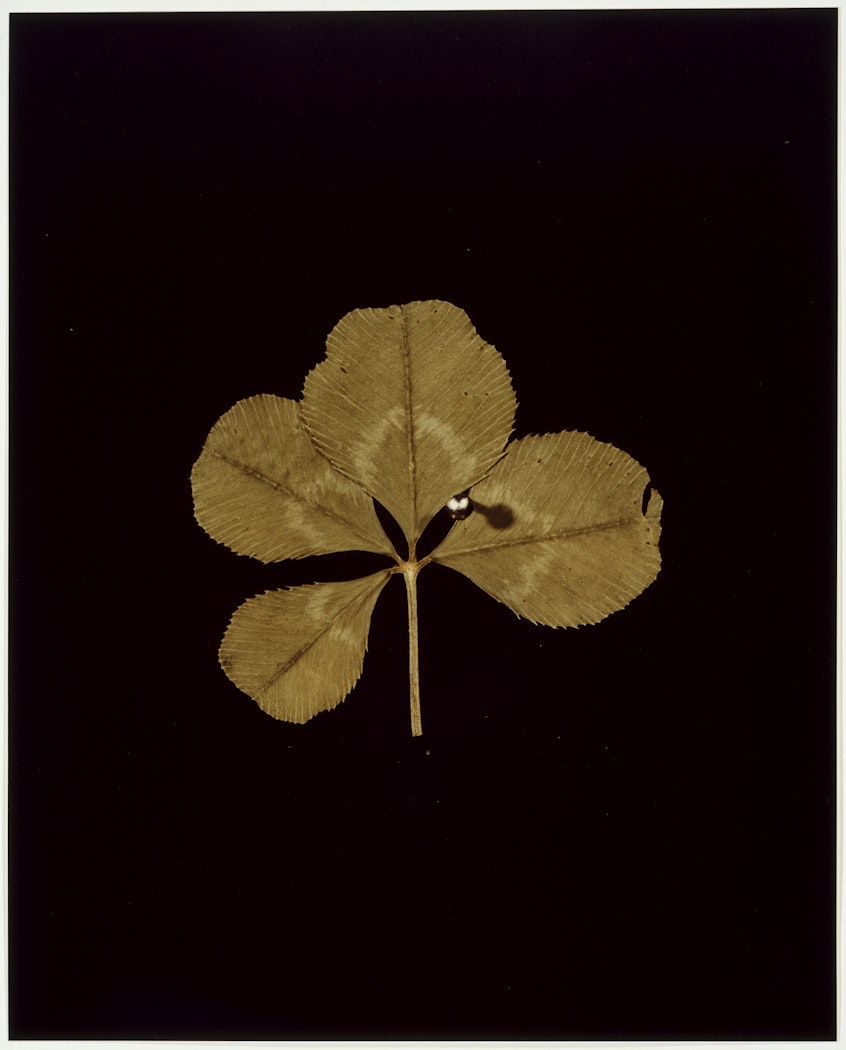 I. WHITE CLOVER (Melilotus alba) from ADSVMVS ABSVMVS