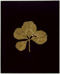 I. WHITE CLOVER (Melilotus alba) from ADSVMVS ABSVMVS