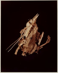 XII. MOURNING DOVE (Zenaidura macroura) from ADSVMVS ABSVMVS