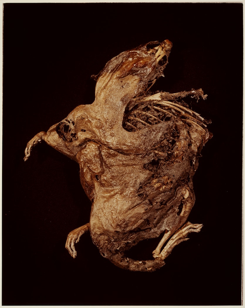 XIII. BROWN RAT (Rattus rattus) from ADSVMVS ABSVMVS