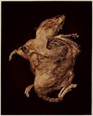 XIII. BROWN RAT (Rattus rattus) from ADSVMVS ABSVMVS