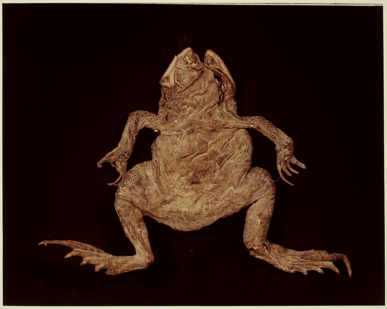 IX. GARDEN TOAD (Bufo americanus) from ADSVMVS ABSVMVS