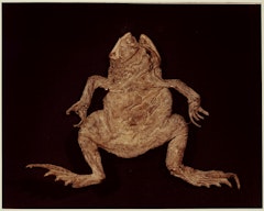 IX. GARDEN TOAD (Bufo americanus) from ADSVMVS ABSVMVS