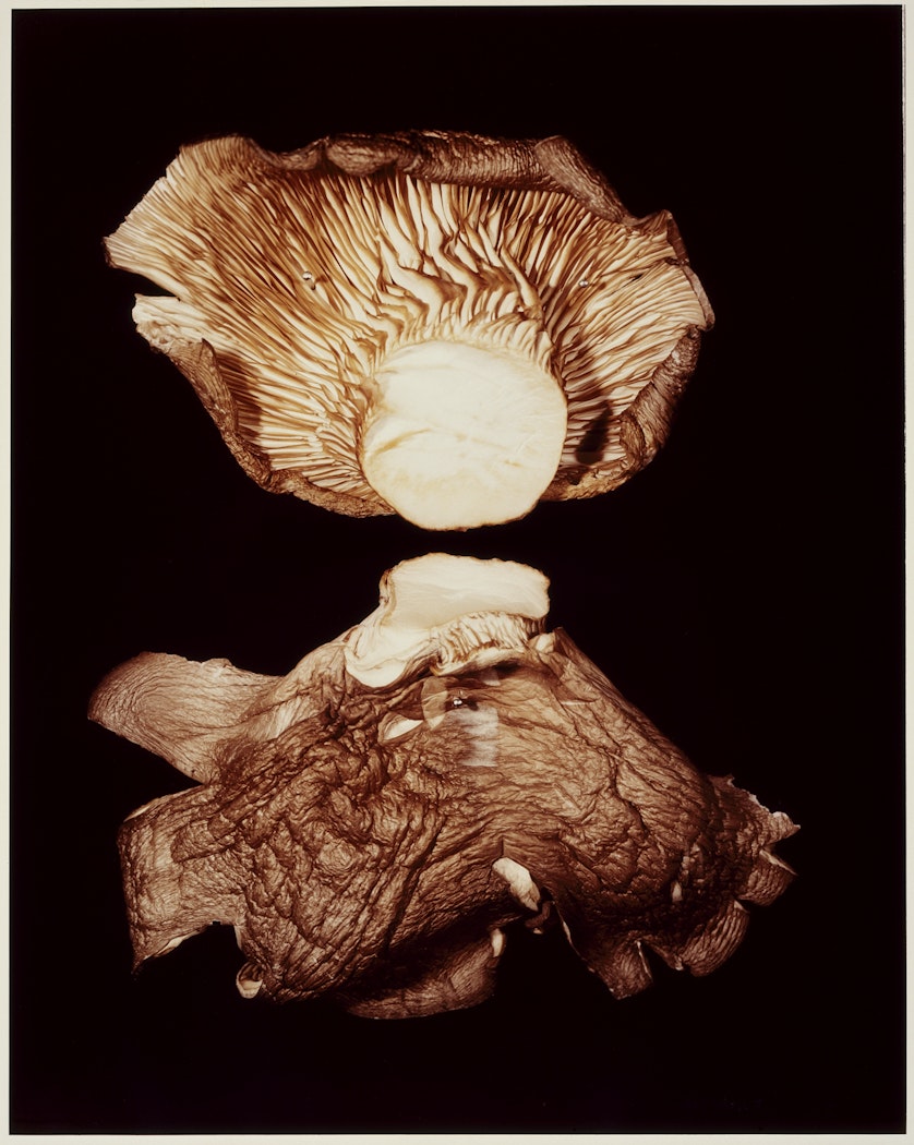 VII. OYSTER SHELL (Pleurotus ostreatus) from ADSVMVS ABSVMVS