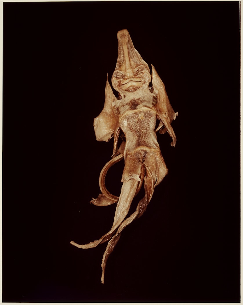 IV. CHIMAERA (Callorhynchus capensis) from ADSVMVS ABSVMVS