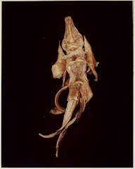 IV. CHIMAERA (Callorhynchus capensis) from ADSVMVS ABSVMVS