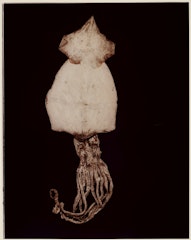 III. CUTTLEFISH (Rossia mastigophora) from ADSVMVS ABSVMVS