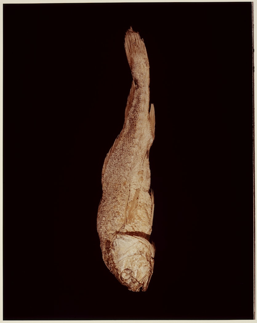 VI. MIDSHIPMAN (Porichthys notatus) from ADSVMVS ABSVMVS