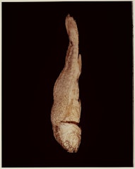 VI. MIDSHIPMAN (Porichthys notatus) from ADSVMVS ABSVMVS