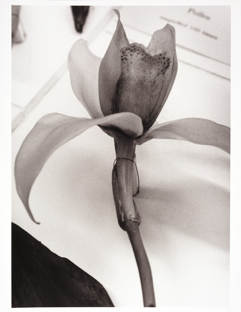 Guatemala (from Angola to Vietnam*) 1989, Blaschka Model 227, 1891, Genus no. 1660, Family, Orchidaceae, Lycaste Skinneri (Batem.) Lindl.