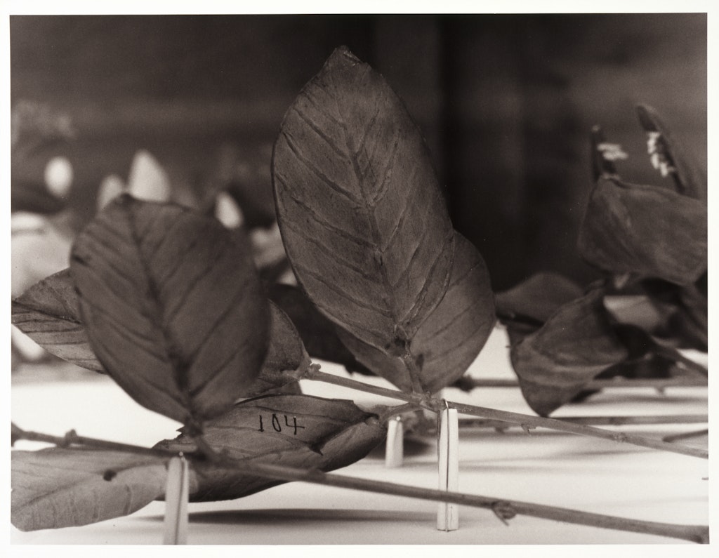 Brazil (from Angola to Vietnam*) 1989, Blaschka Model 104, 1889 Genus no. 3870,Family, Leguminosae, Erythrina Crista-galli Linn, Coral-tree, Coral-plant, Cockscomb