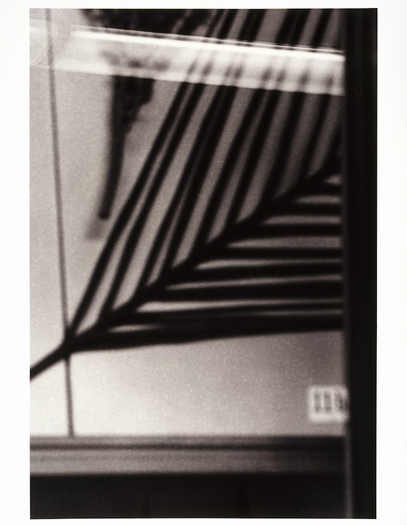 Paraguay (from Angola to Vietnam*) 1989, Blaschka Model 494, 1894, Genus no. 663d, Family, Palmae, Arecastrum Romanzoffianum (Cham.) Becc., var. astrale (Mart.) Becc., cocos astralis Mart., Pindo Palm