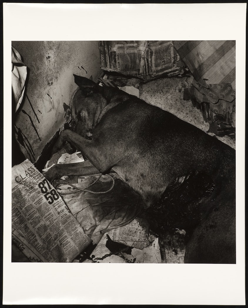 Dead Dog, Newark