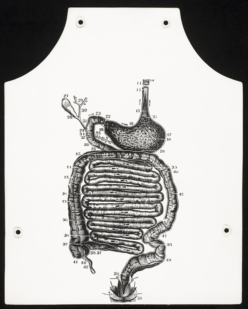 Stomach Anatomy Apron