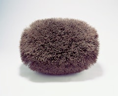 Brush Blp