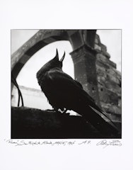 Raven, San Miguel de Allende, Mexico